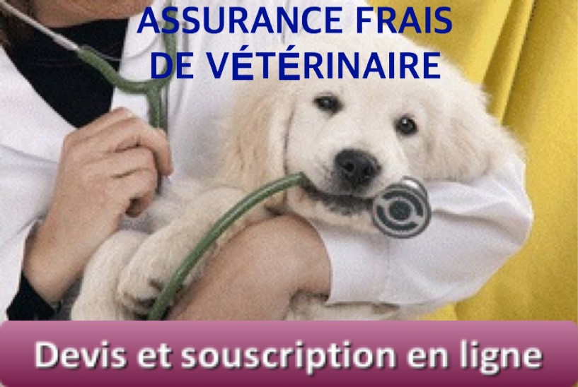 devis assurance chat pas cher